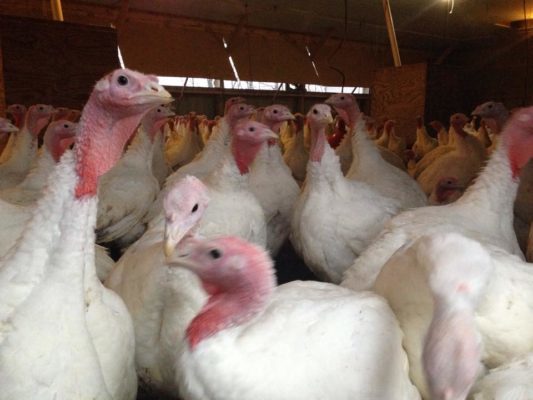 Wendel's Fresh Holiday Turkeys